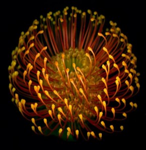 protea pincushion profile 1 1 9 in provia 50 291x300 Космические цветы