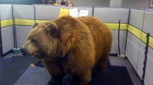 bear in cubicle 300x168 Медведь в офисе