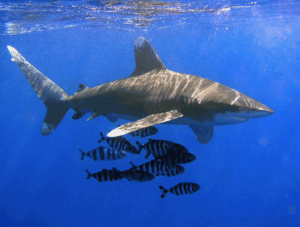 Oceanic Whitetip Shark 550x417 300x227 Мировой рекорд за счет убийства вымирающего вида