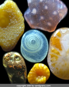 Purchase artworks of Sand grains under the microscope microscopic sand photography art photo microscopy artwork 1 238x300 Песок прекрасней, чем вы думаете