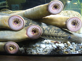 275px Diversas lampreas.1   Aquarium Finisterrae Борьба с миногами