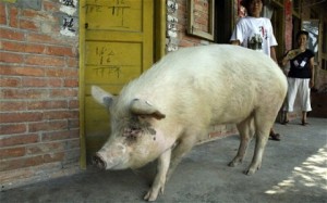 pig 2001707c 300x187 Клоны живучей свиньи
