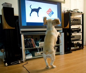 Dog TV 550x470 300x256 Канал для собак