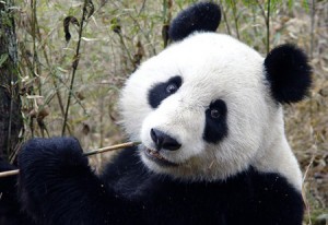 panda 11 300x206 Чай на основе экскрементов панд