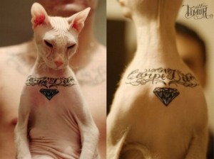 tattooed cat 550x412 300x224 Татуированный кот